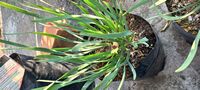 Allium ledebourianum